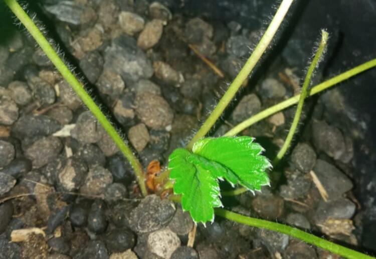 Mau Nanam Stroberi? Bisa kok Berbuah dicoba Dulu Aja