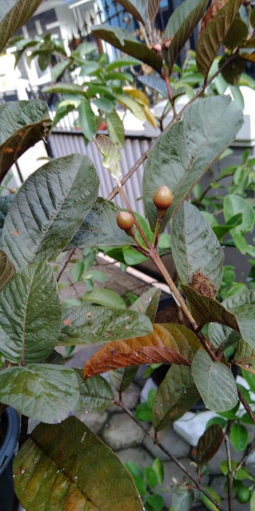 Punya Tanaman Jeruk Peres Berguna Juga Buat Bikin Jus Sendiri