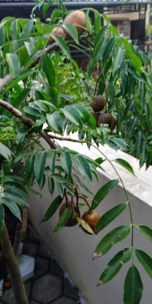Punya Tanaman Jeruk Peres Berguna Juga Buat Bikin Jus Sendiri