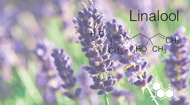 Lavender, 'si ungu' yang bandel melawan 'penghisap darah'