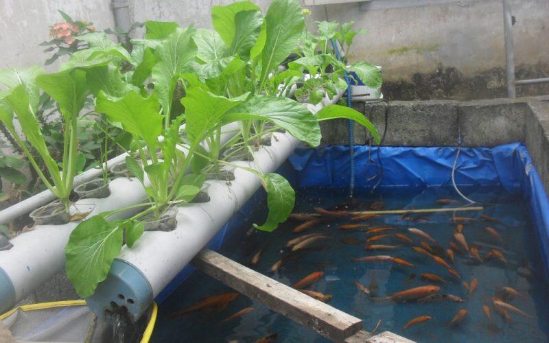 Ternak Ikan Sekaligus Menanam Tanaman dengan Sistem Aquaponik 