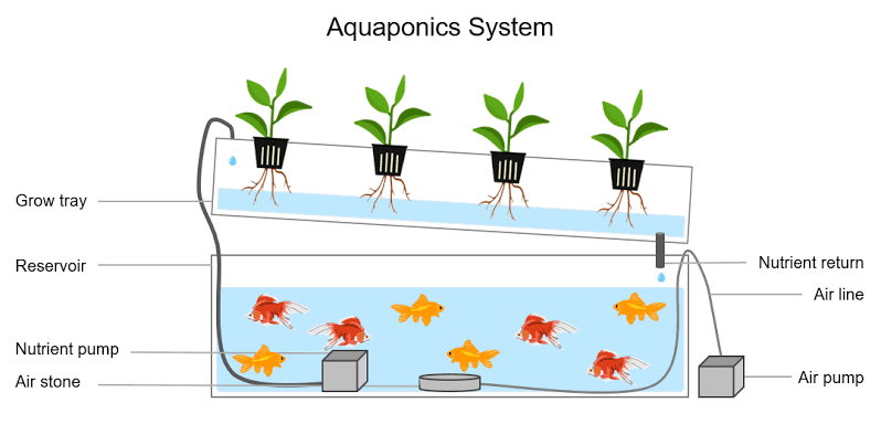 Ternak Ikan Sekaligus Menanam Tanaman dengan Sistem Aquaponik 