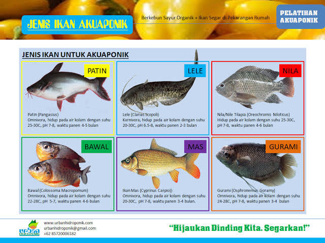 Ternak Ikan Sekaligus Menanam Tanaman dengan Sistem Aquaponik 