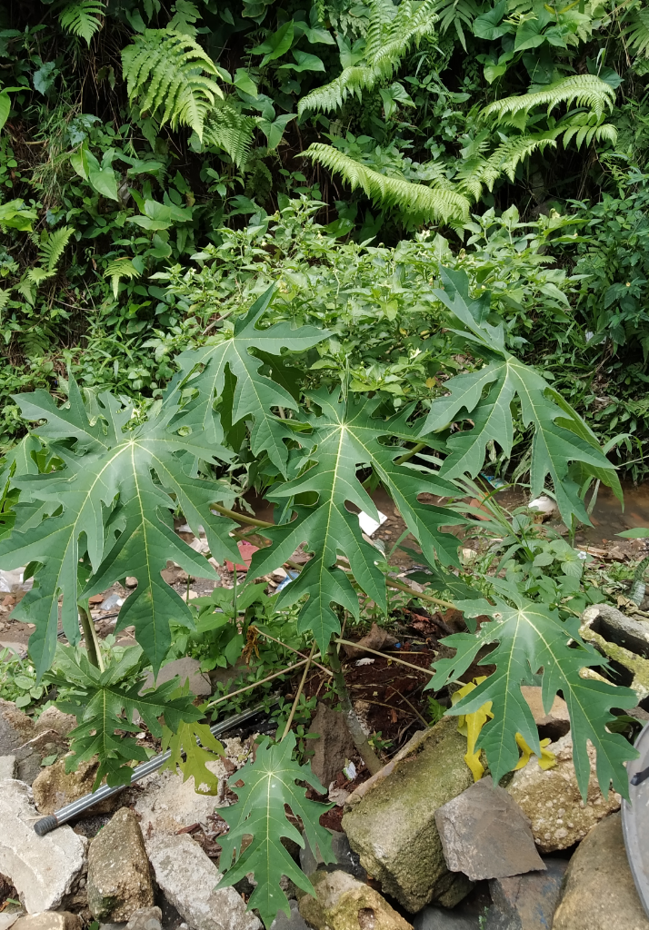 Nikmatnya Buah Pepaya dari Pekarangan Sendiri
