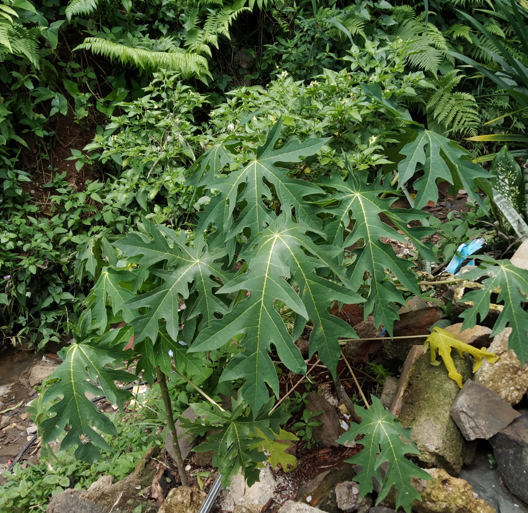 Nikmatnya Buah Pepaya dari Pekarangan Sendiri