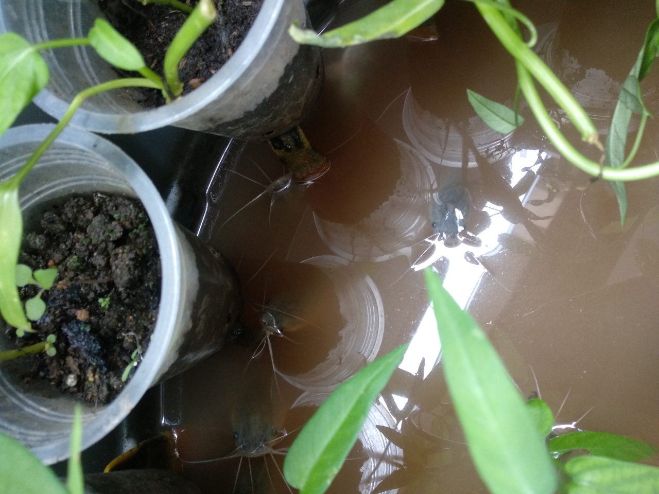 Tips Hidroponik Dalam Ember Besar Sekaligus Sebagai Kolam Ikan