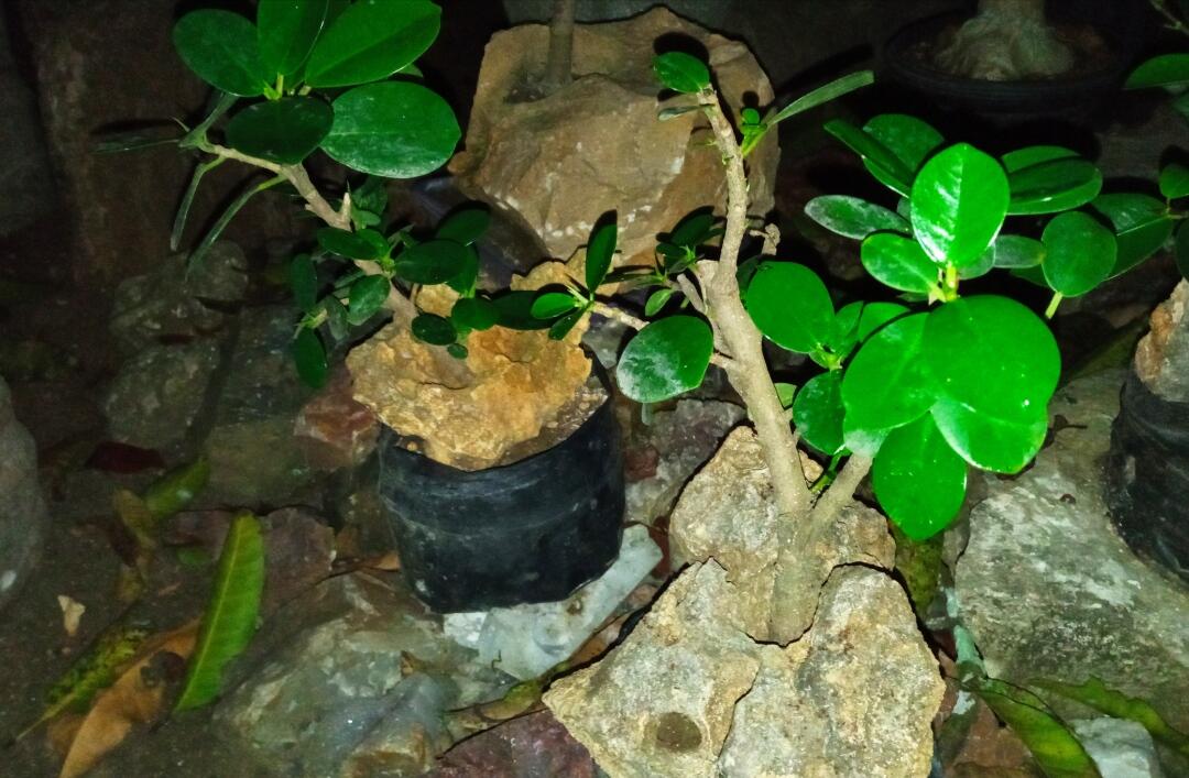 Cara Indah Nanem Bonsai Beringin, Biasa disebut Sekijoru atau On The Rock