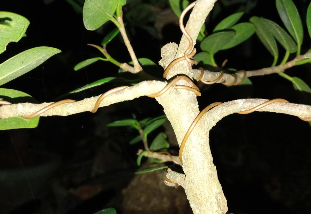 Cara Indah Nanem Bonsai Beringin, Biasa disebut Sekijoru atau On The Rock