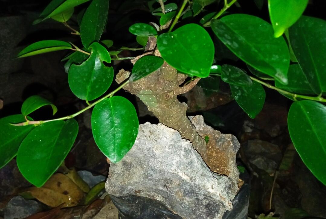 Cara Indah Nanem Bonsai Beringin, Biasa disebut Sekijoru atau On The Rock