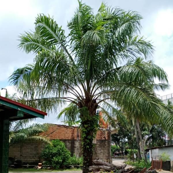 Kelapa Sawit di Depan Rumah, yang Sudah 30 Tahun Menemani Rumah Ini