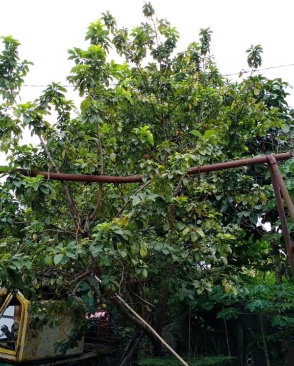 Awalnya Dikira Pohon Apaan, Ternyata Banyak Mitos pada Pohon Ini