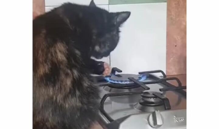 Viral Kucing Ahli Debus, Dengan Berani Bakar Kaki Di Atas Api Kompor! Efek Odading?