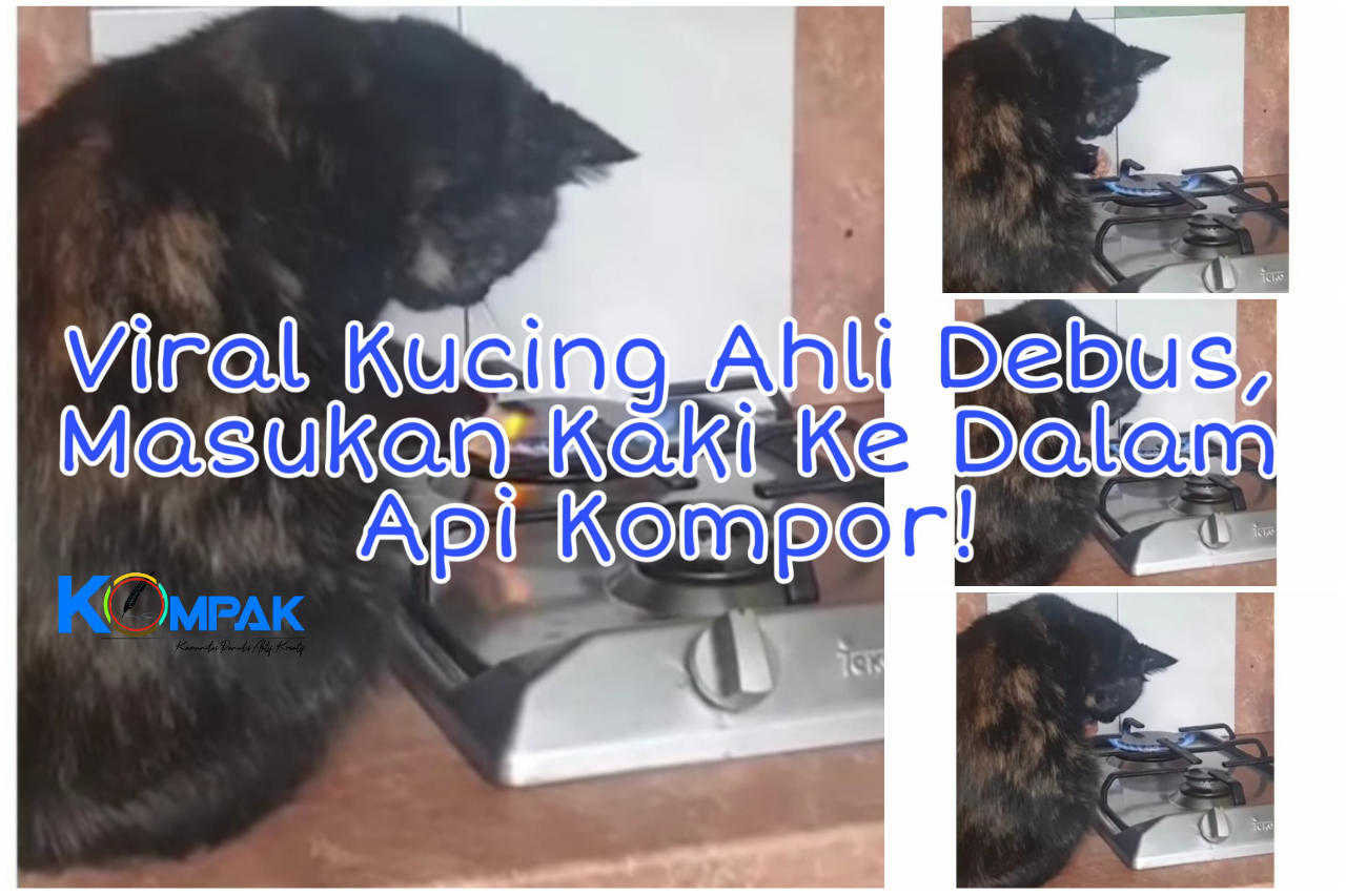 Viral Kucing Ahli Debus, Dengan Berani Bakar Kaki Di Atas Api Kompor! Efek Odading?