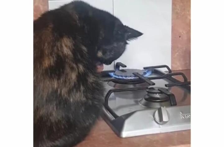 Viral Kucing Ahli Debus, Dengan Berani Bakar Kaki Di Atas Api Kompor! Efek Odading?