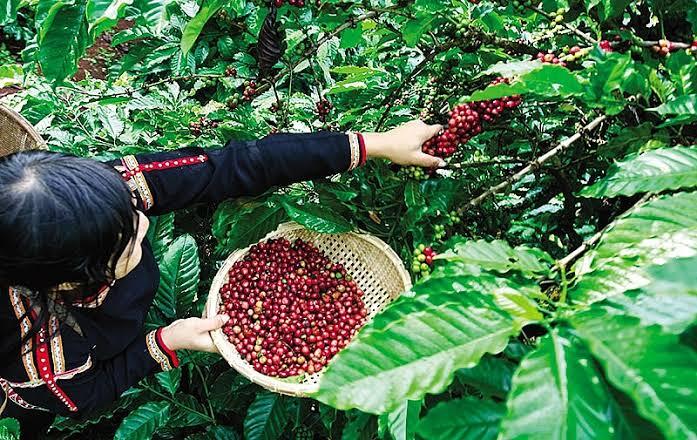 Ini Dia 10 Negara Penghasil Kopi Terbesar di Dunia, Indonesia No Berapa