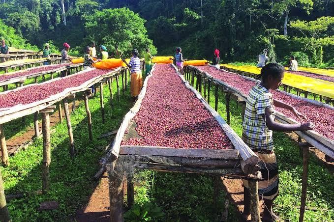 Ini Dia 10 Negara Penghasil Kopi Terbesar di Dunia, Indonesia No Berapa Gan?