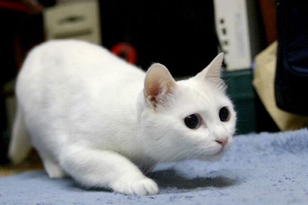 Suka &amp; Duka Kucing Viral “Longcat”. Yuk Mengenang Kembali!