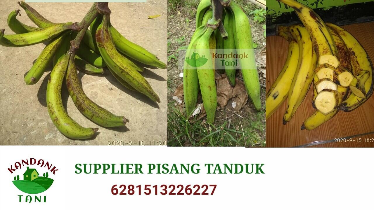 Supplier pisang tanduk sukabumi