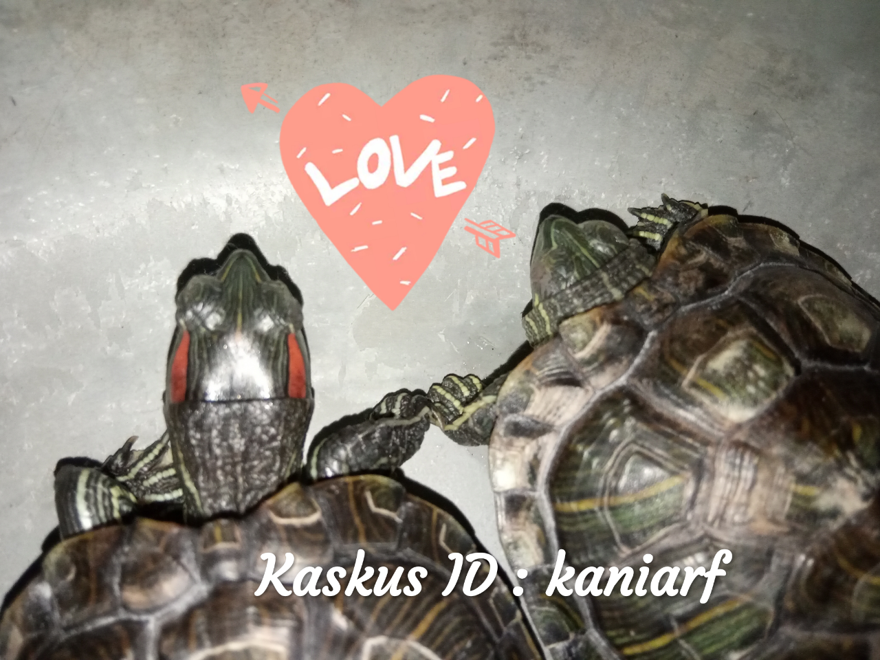 kaskus-image