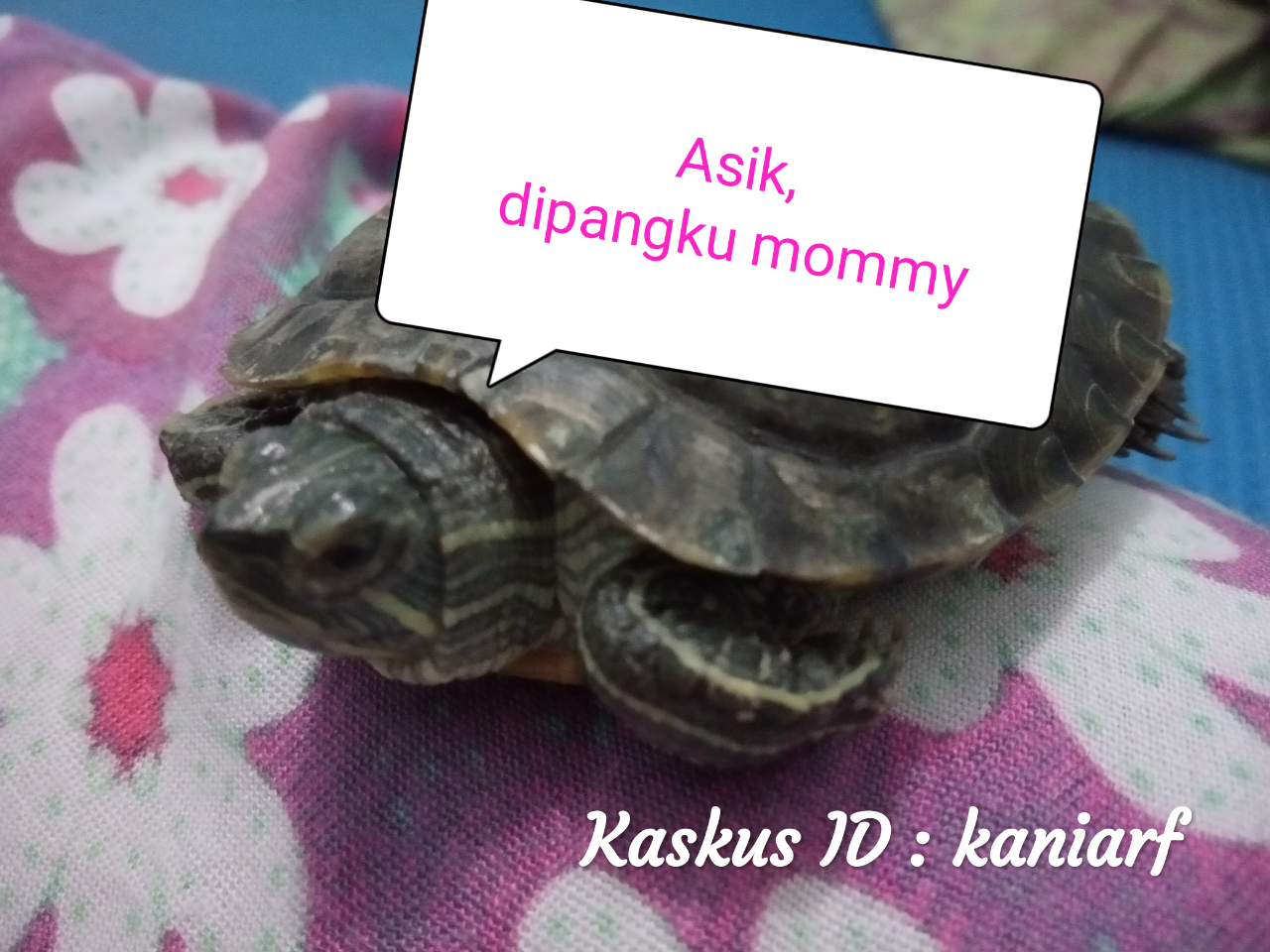 kaskus-image