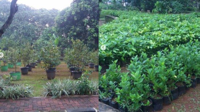 Mau Bibit Pohon Gratis? Anda Bisa Dapatkan dari Kebun Milik DKI Ini Syaratnya