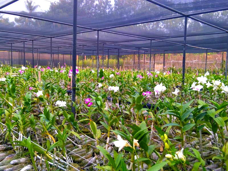Mau Bibit Pohon Gratis? Anda Bisa Dapatkan dari Kebun Milik DKI Ini Syaratnya