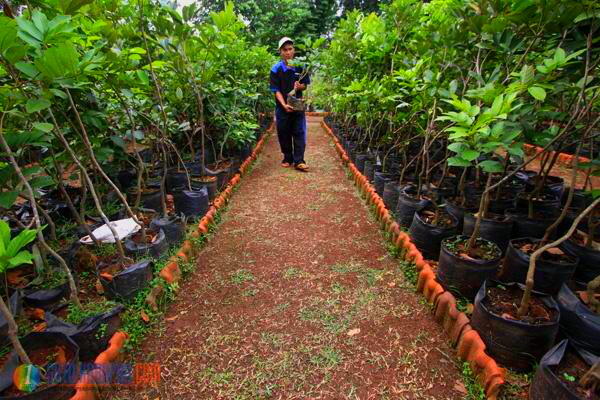 Mau Bibit Pohon Gratis? Anda Bisa Dapatkan dari Kebun Milik DKI Ini Syaratnya
