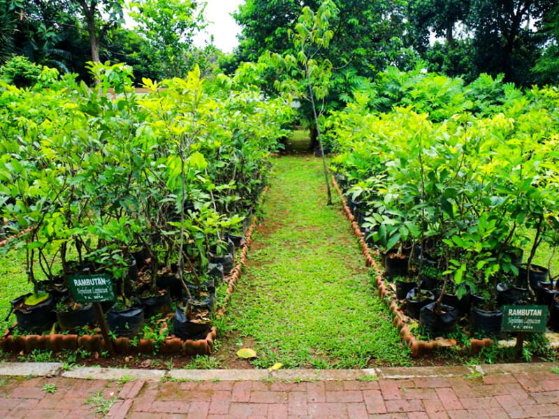 Mau Bibit Pohon Gratis? Anda Bisa Dapatkan dari Kebun Milik DKI Ini Syaratnya