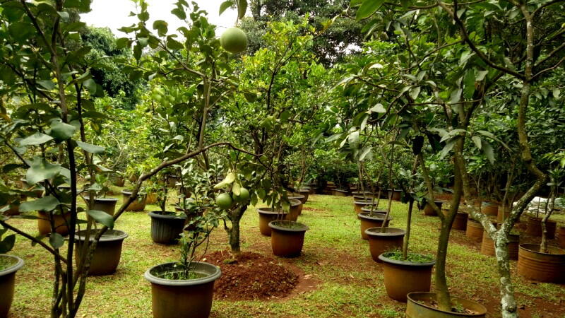 Mau Bibit Pohon Gratis? Anda Bisa Dapatkan dari Kebun Milik DKI Ini Syaratnya