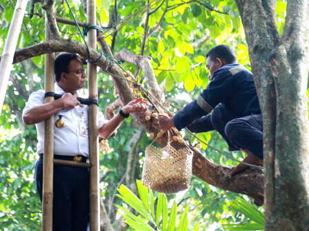 Mau Bibit Pohon Gratis? Anda Bisa Dapatkan dari Kebun Milik DKI Ini Syaratnya