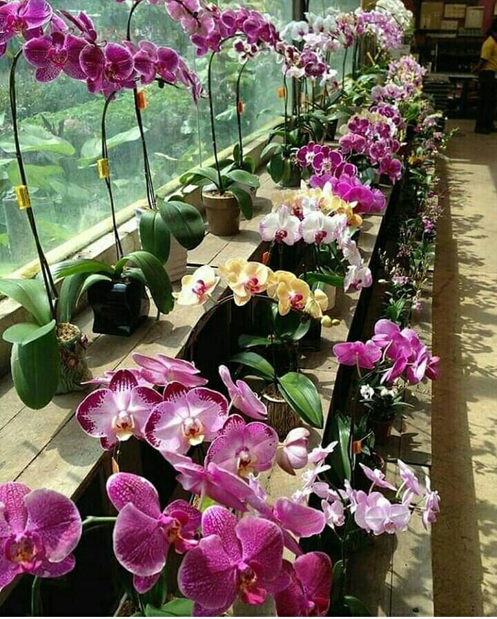 Mau Bibit Pohon Gratis? Anda Bisa Dapatkan dari Kebun Milik DKI Ini Syaratnya