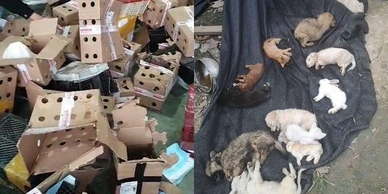 Ribuan Hewan Peliharaan di China Mati Massal