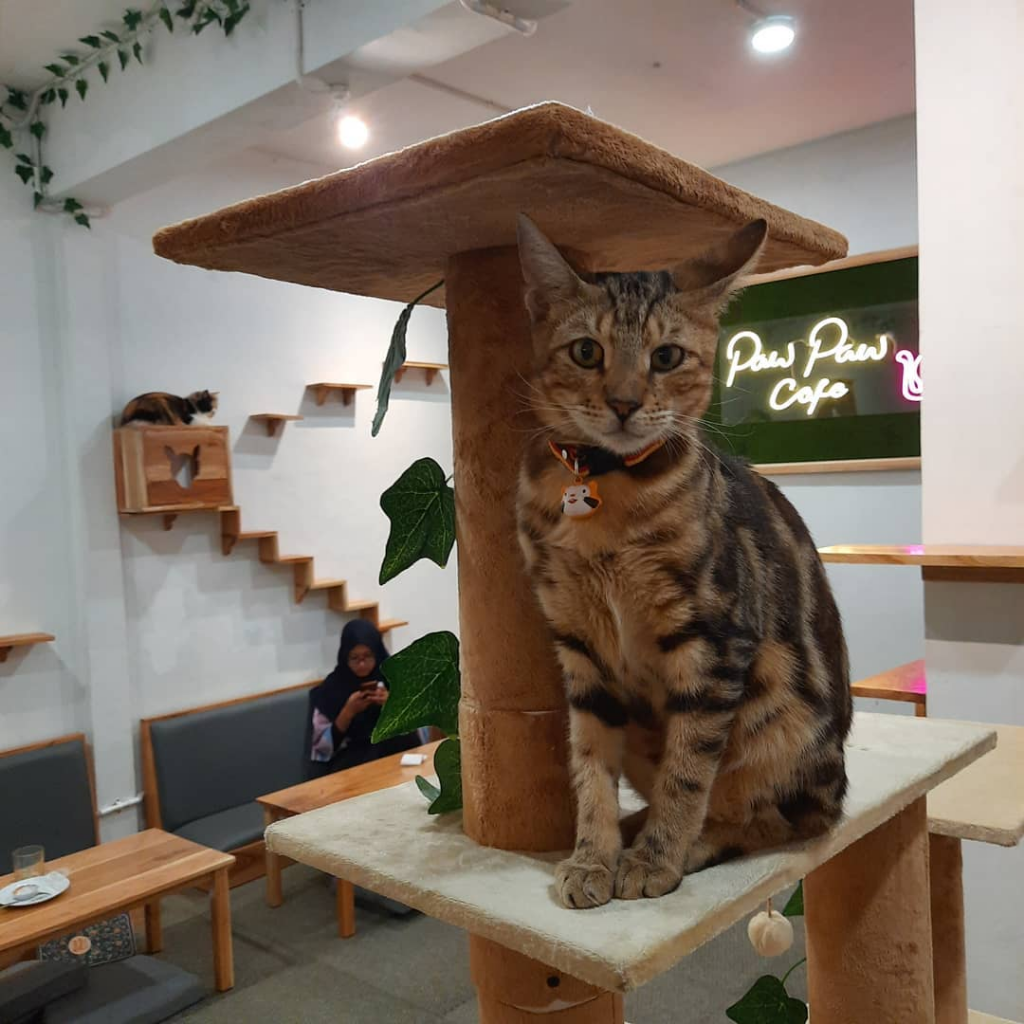 Makan Sekaligus Bermain Dengan Kucing? Bisa Banget, Ini Tempatnya!