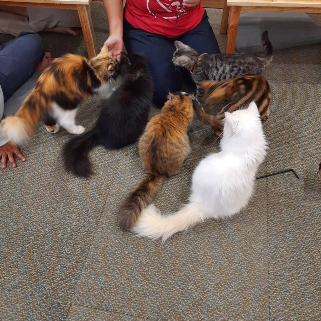 Makan Sekaligus Bermain Dengan Kucing? Bisa Banget, Ini Tempatnya!