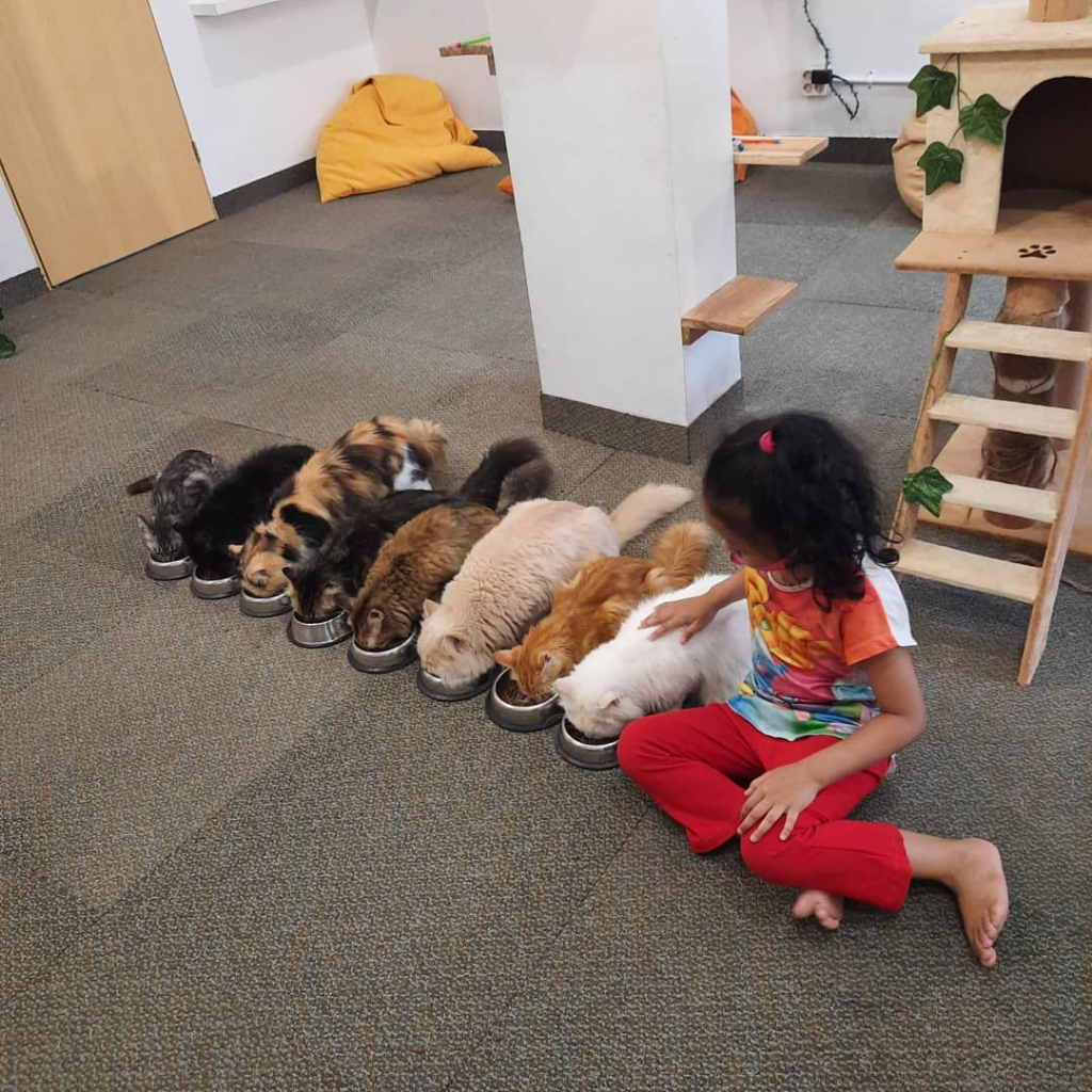 Makan Sekaligus Bermain Dengan Kucing? Bisa Banget, Ini Tempatnya!