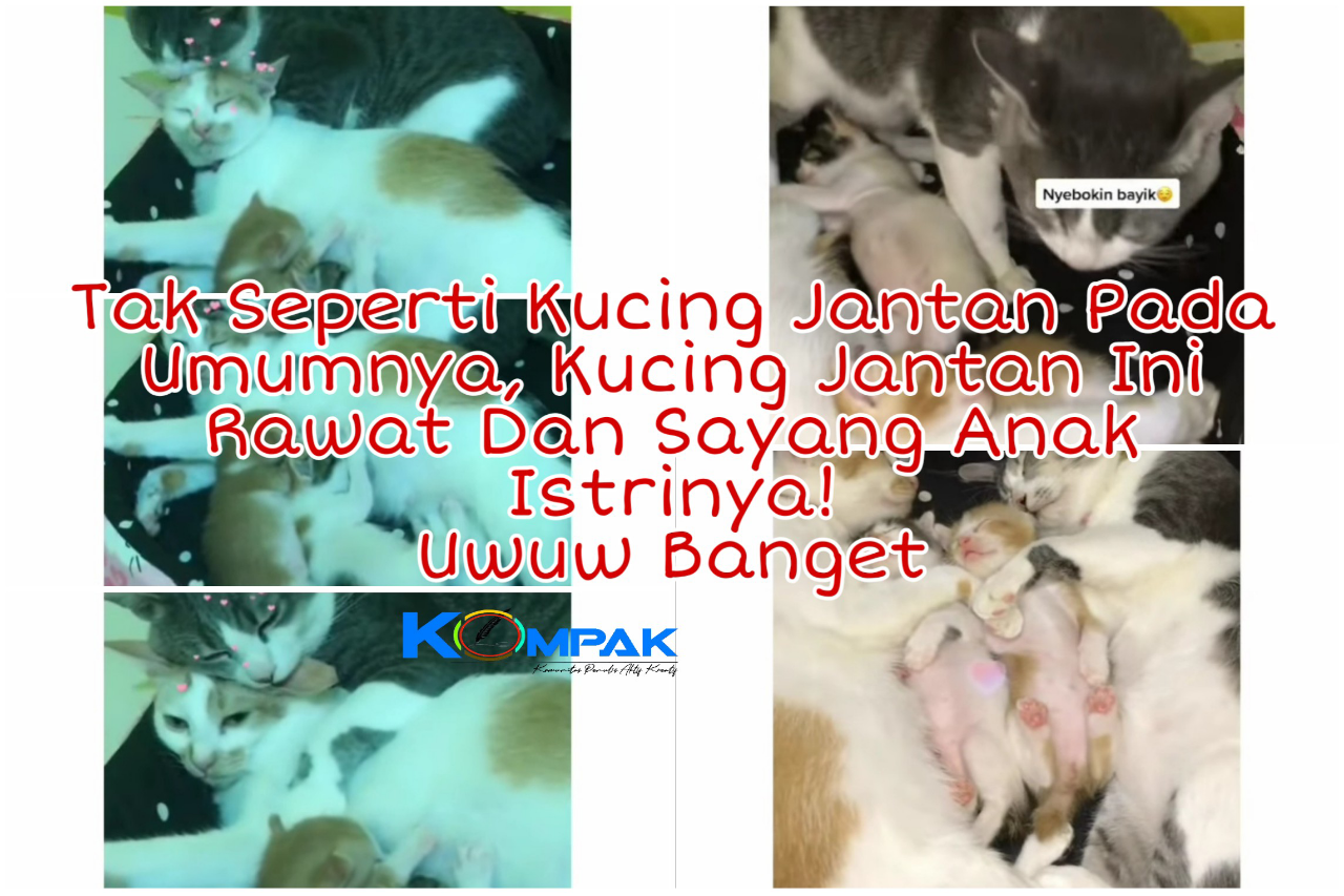 Tak Seperti Pejantan Pada Umumnya, Kucing Jantan Ini Rawat Dan Sayangi Anak Istrinya!