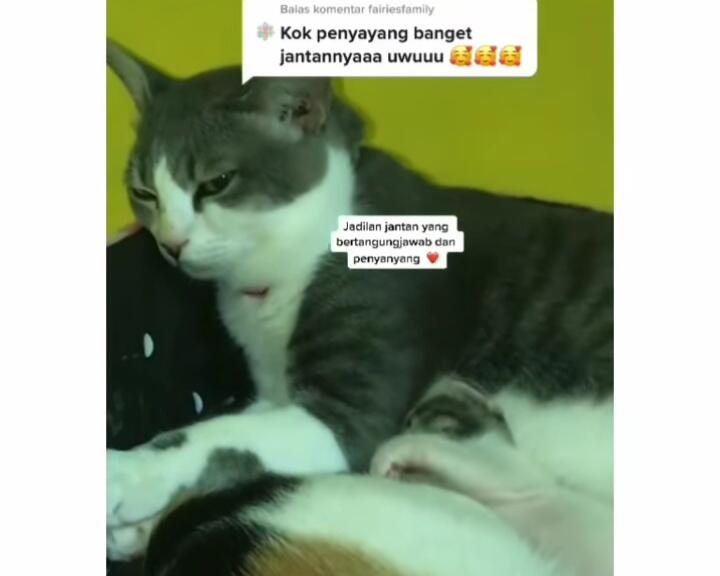 Tak Seperti Pejantan Pada Umumnya, Kucing Jantan Ini Rawat Dan Sayangi Anak Istrinya!