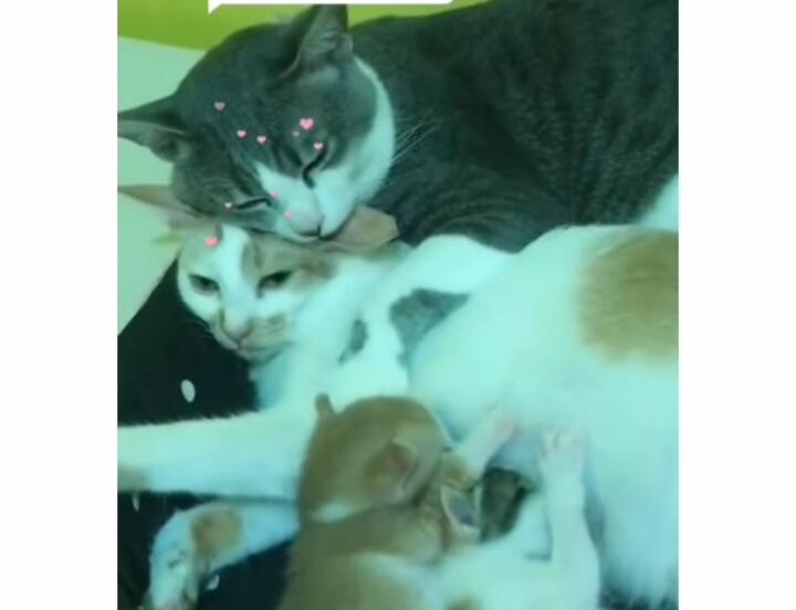 Tak Seperti Pejantan Pada Umumnya, Kucing Jantan Ini Rawat Dan Sayangi Anak Istrinya!