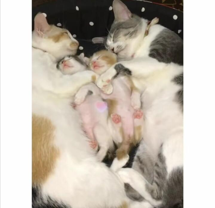 Tak Seperti Pejantan Pada Umumnya, Kucing Jantan Ini Rawat Dan Sayangi Anak Istrinya!