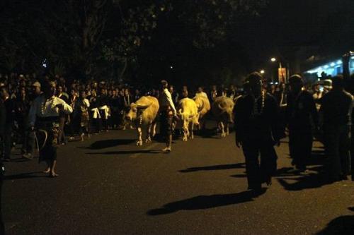 &#91;Coc Reg. Solo&#93; Kebo Bule, Cucuk Lampah Dalam Kirab Pusaka Kraton Surakarta 