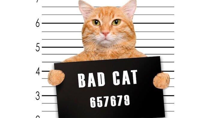 Apa Saja Hal Menakjubkan Yang Pernah Terjadi di Dunia?