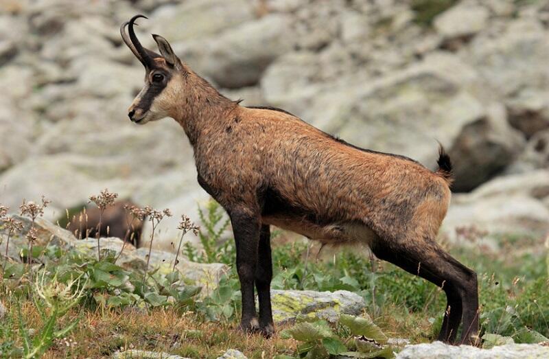 7 Spesies Kambing &amp; Domba Dengan Tanduk Unik Hingga Mengerikan