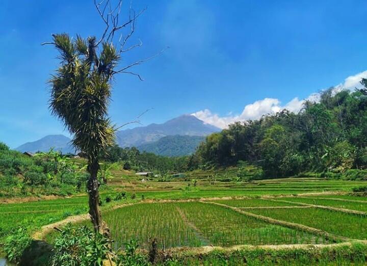 &#91;COC Reg. Mojokerto&#93; Hamparan Bunga Refugia Menjadikan Mojokerto Viral