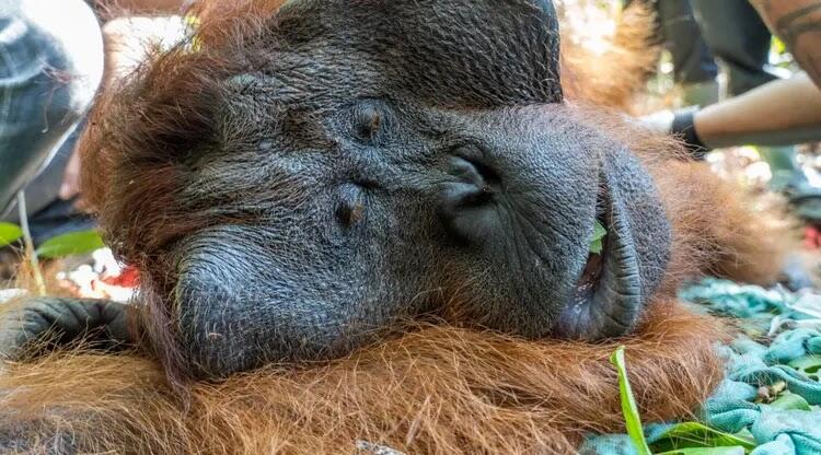 Kisah Jhon, Si Orangutan Kalimantan Mencari Jalan Pulang
