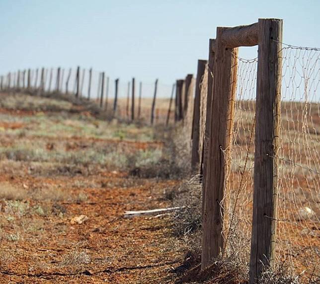 Dingo Fence! Pagar Terpanjang Di Dunia, Panjangnya 4 Kali Pulau Jawa Loh!