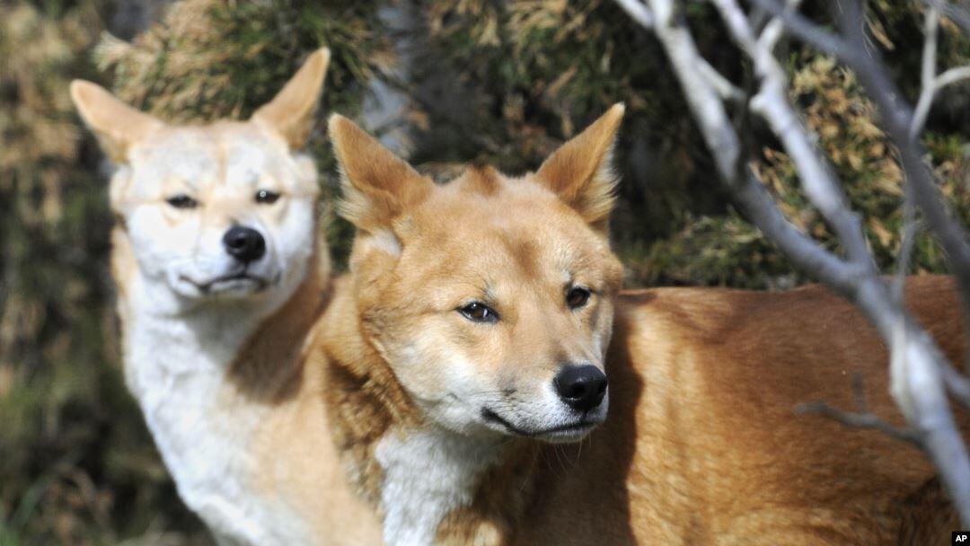 Dingo Fence! Pagar Terpanjang Di Dunia, Panjangnya 4 Kali Pulau Jawa Loh!