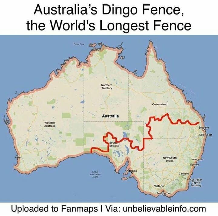 Dingo Fence! Pagar Terpanjang Di Dunia, Panjangnya 4 Kali Pulau Jawa Loh!
