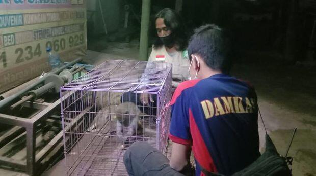 Seekor Monyet Pencuri Telur dan Anak Ayam di Ponorogo Ditangkap