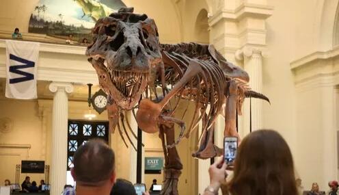 Rangka Tulang T-Rex Laku dijual seharga $ 31,8 juta Dolar pada Lelang di Chicago