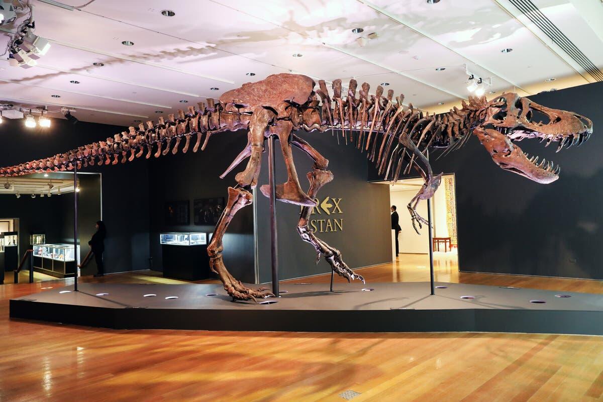 Rangka Tulang T-Rex Laku dijual seharga $ 31,8 juta Dolar pada Lelang di Chicago